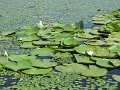 Tisza-to - kis-csibevel